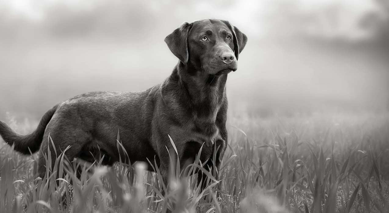 Black and white image of a dog standing in grass
