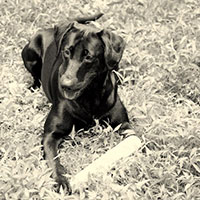 Image of a dog with a bone lying in the grass