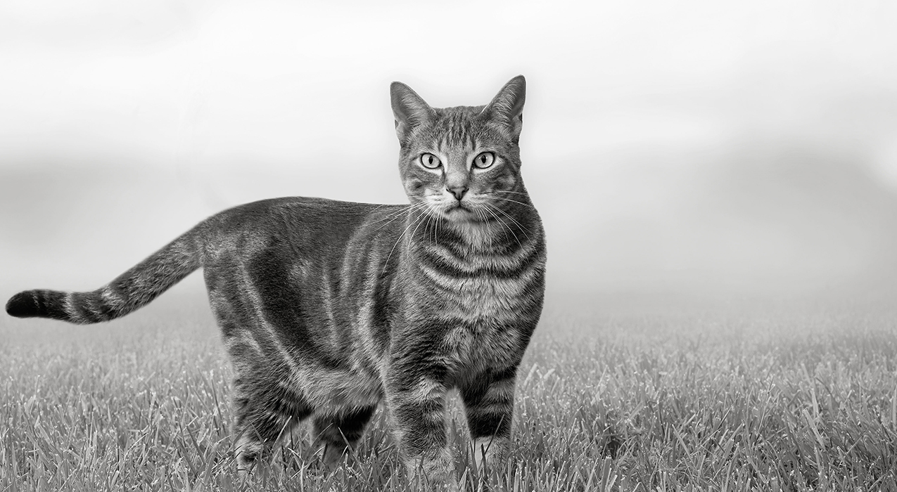 Black and white image of a cat standing in grass