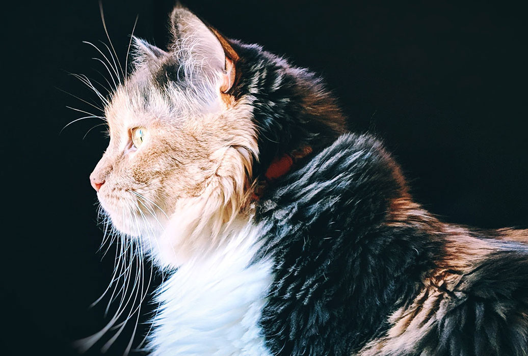 Image of the side profile of a senior cat