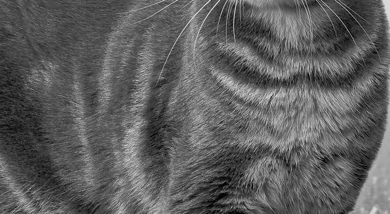 Close-up image of cat's body