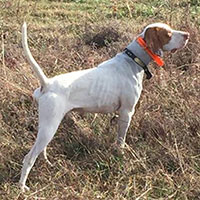 Image of a horseback field trial dog