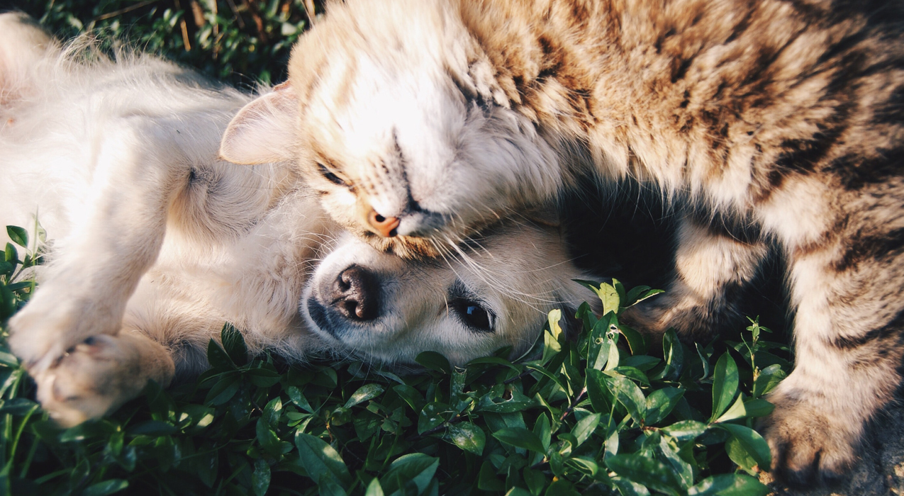 Image of a dog and cat lying on grass