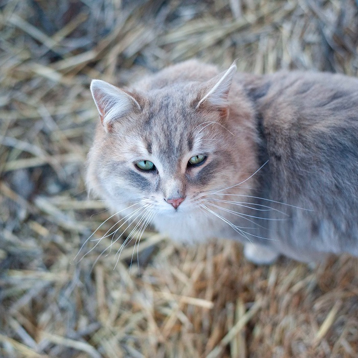 Image of grey cat