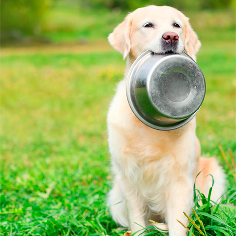 Dog sitting in grass with dog food bowl in mouth