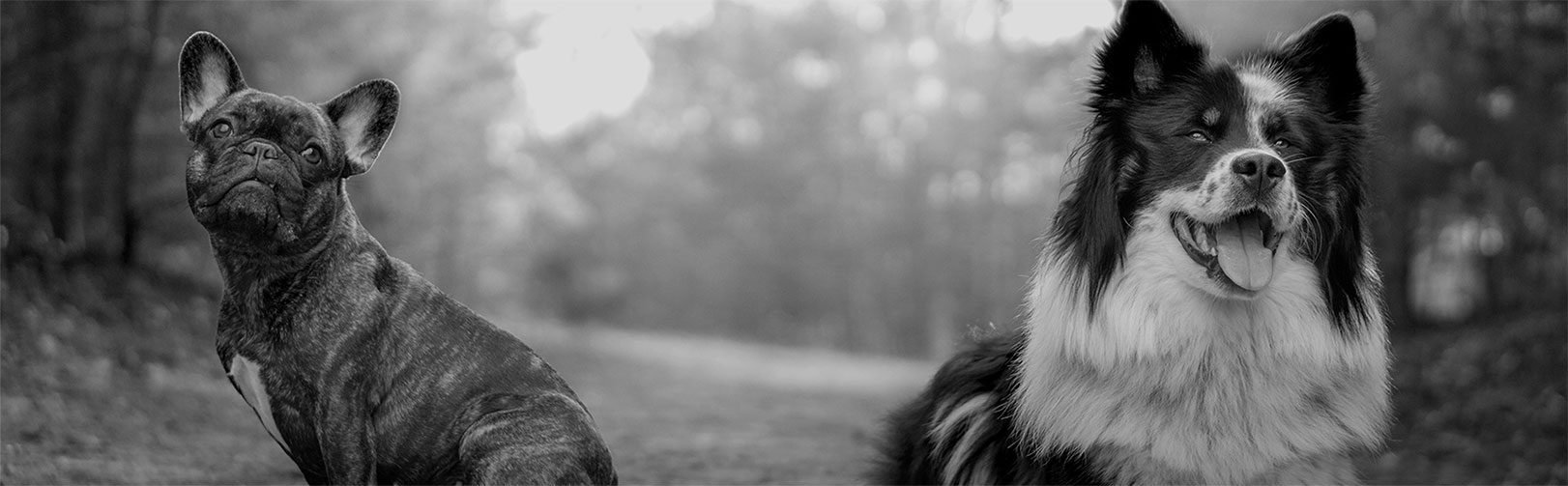 French Bulldog and Border Collie sit next to each other on a trail