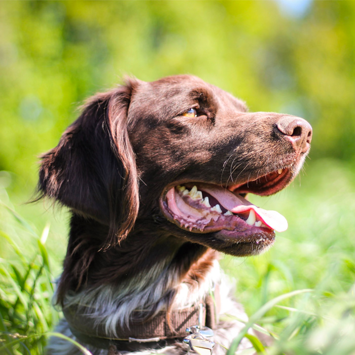 Image of dog in grass