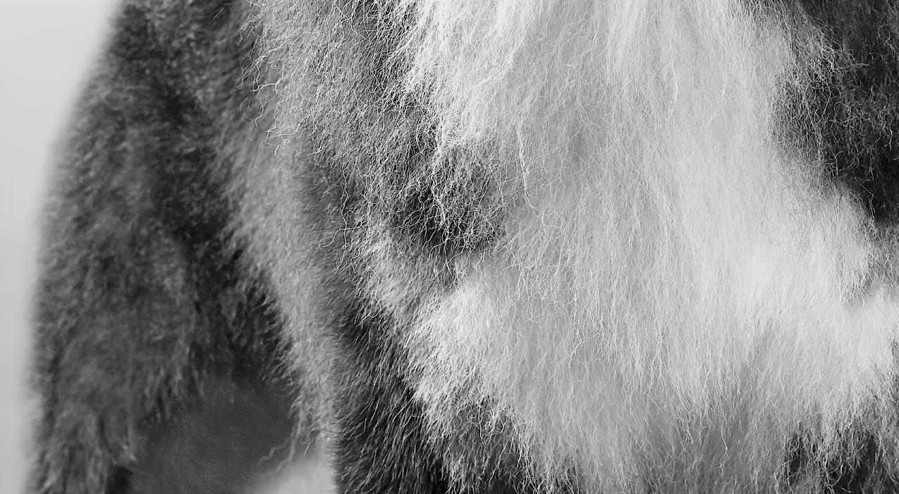 Close-up image of dog's body