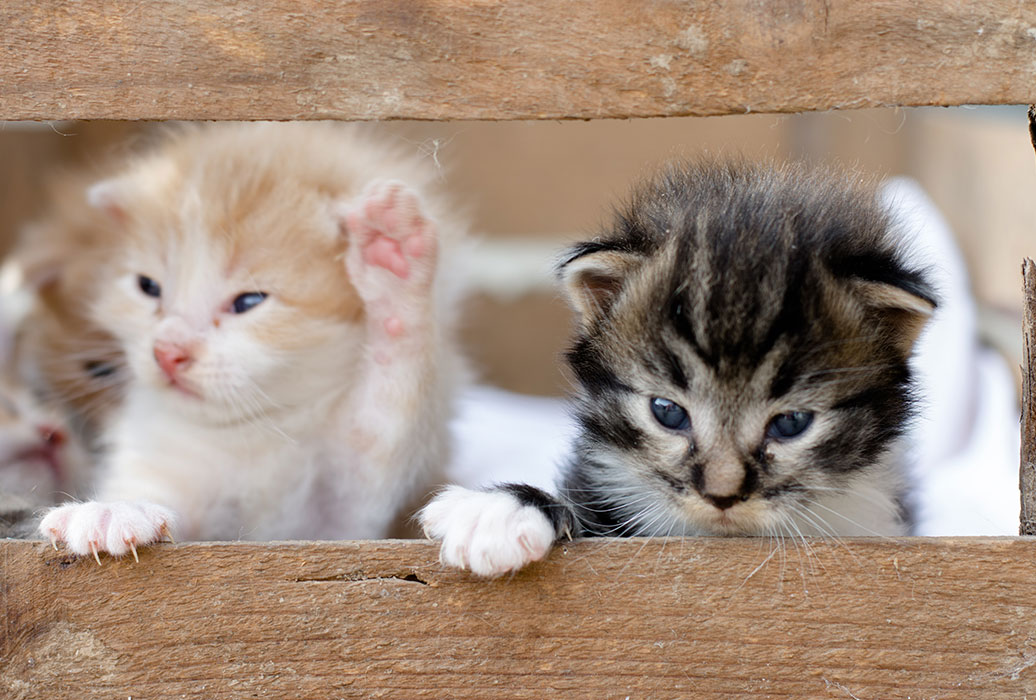 Image of two kittens looking out of wooden crate